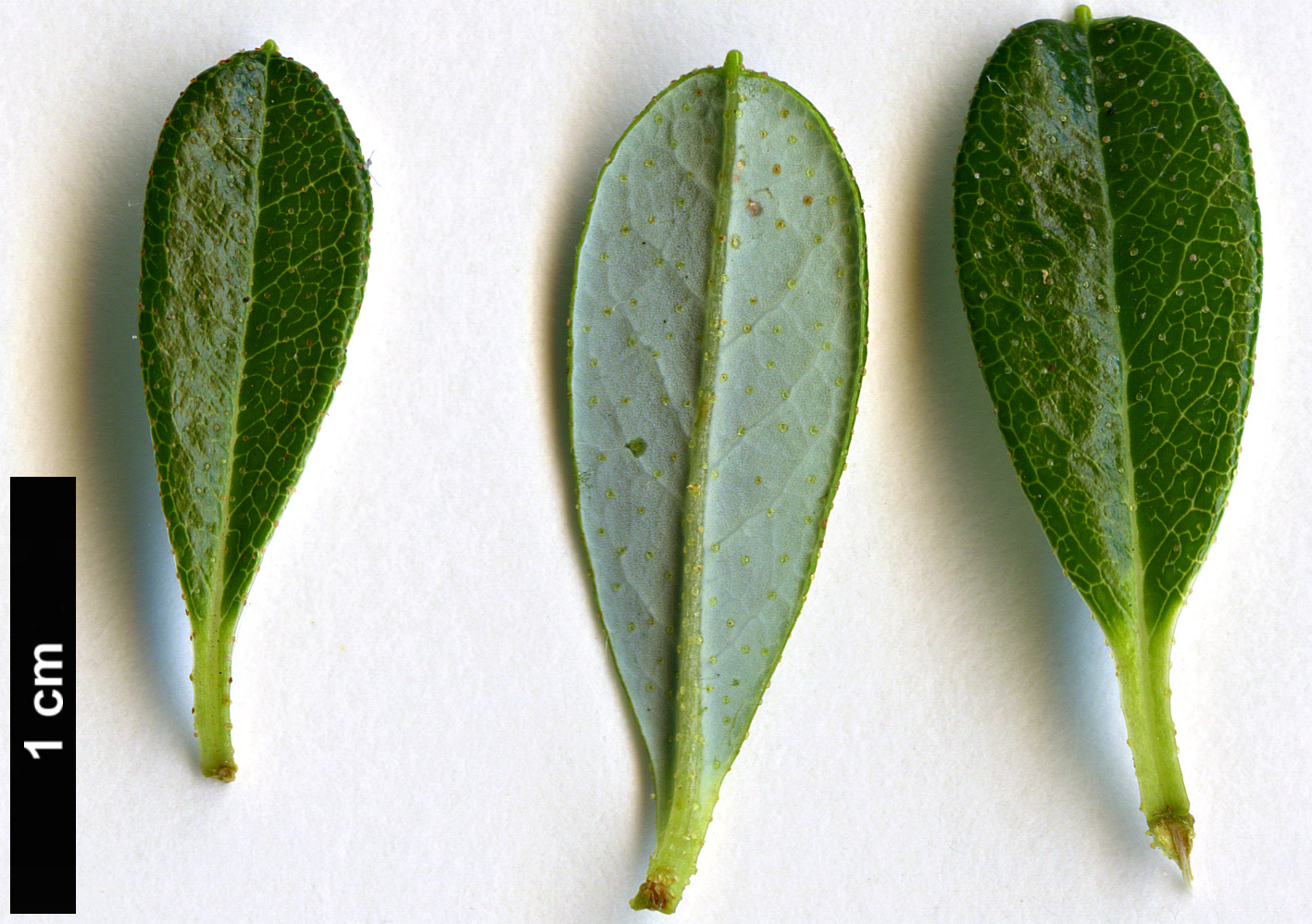 High resolution image: Family: Ericaceae - Genus: Rhododendron - Taxon: campylogynum - SpeciesSub: Myrtilloides Group